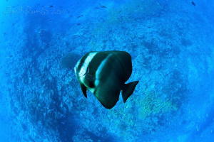 maldivian batfish swims sideways over reef with blue stri... by Boris Pamikov 